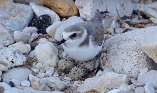 Bari, lo scoglioso e degradato litorale sud diventa la "casa" del raro fratino